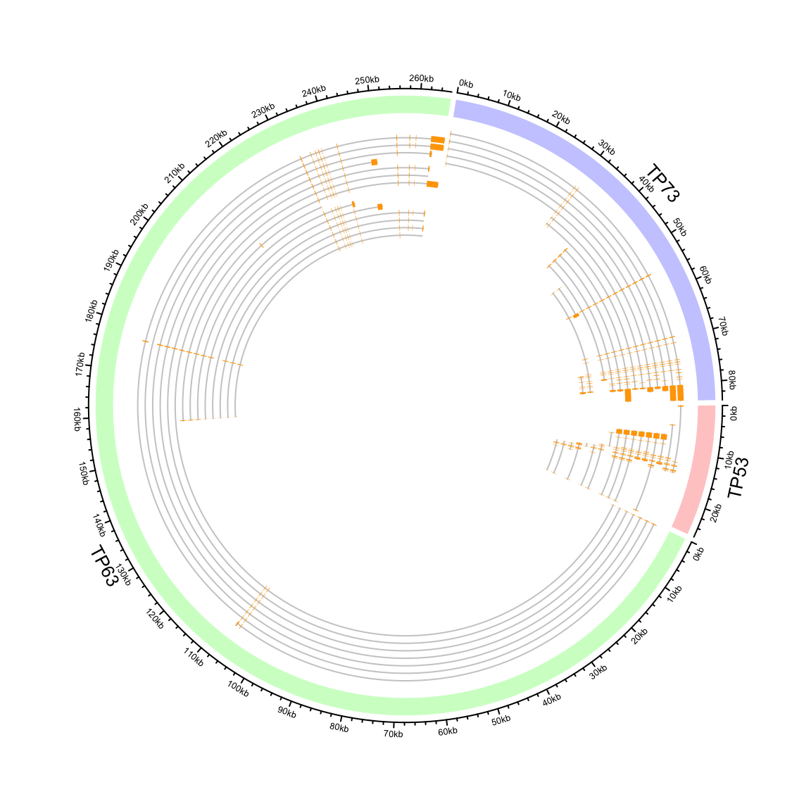 Circular representation of alternative transcripts for genes.